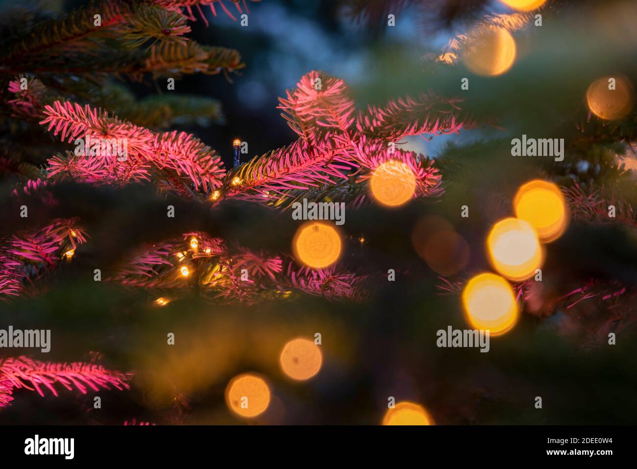 29. November 2020, Sachsen-Anhalt, Quedlinburg: Weihnachtsbäume schaffen Adventsstimmung auf dem Quedlinburger Marktplatz. Foto: Stephan Schulz/dpa-Zentralbild/ZB Stockfoto