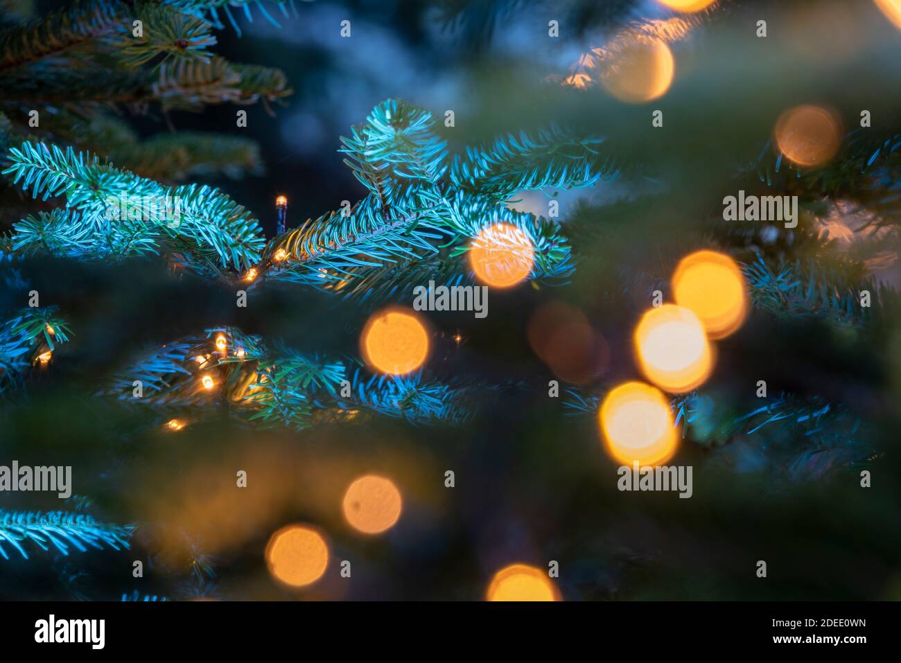 29. November 2020, Sachsen-Anhalt, Quedlinburg: Weihnachtsbäume schaffen Adventsstimmung auf dem Quedlinburger Marktplatz. Foto: Stephan Schulz/dpa-Zentralbild/ZB Stockfoto