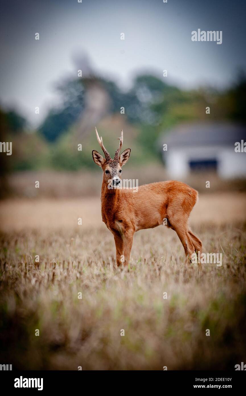 Schöne Hirsche in der Wildnis. Vor der Jagd begann Stockfoto