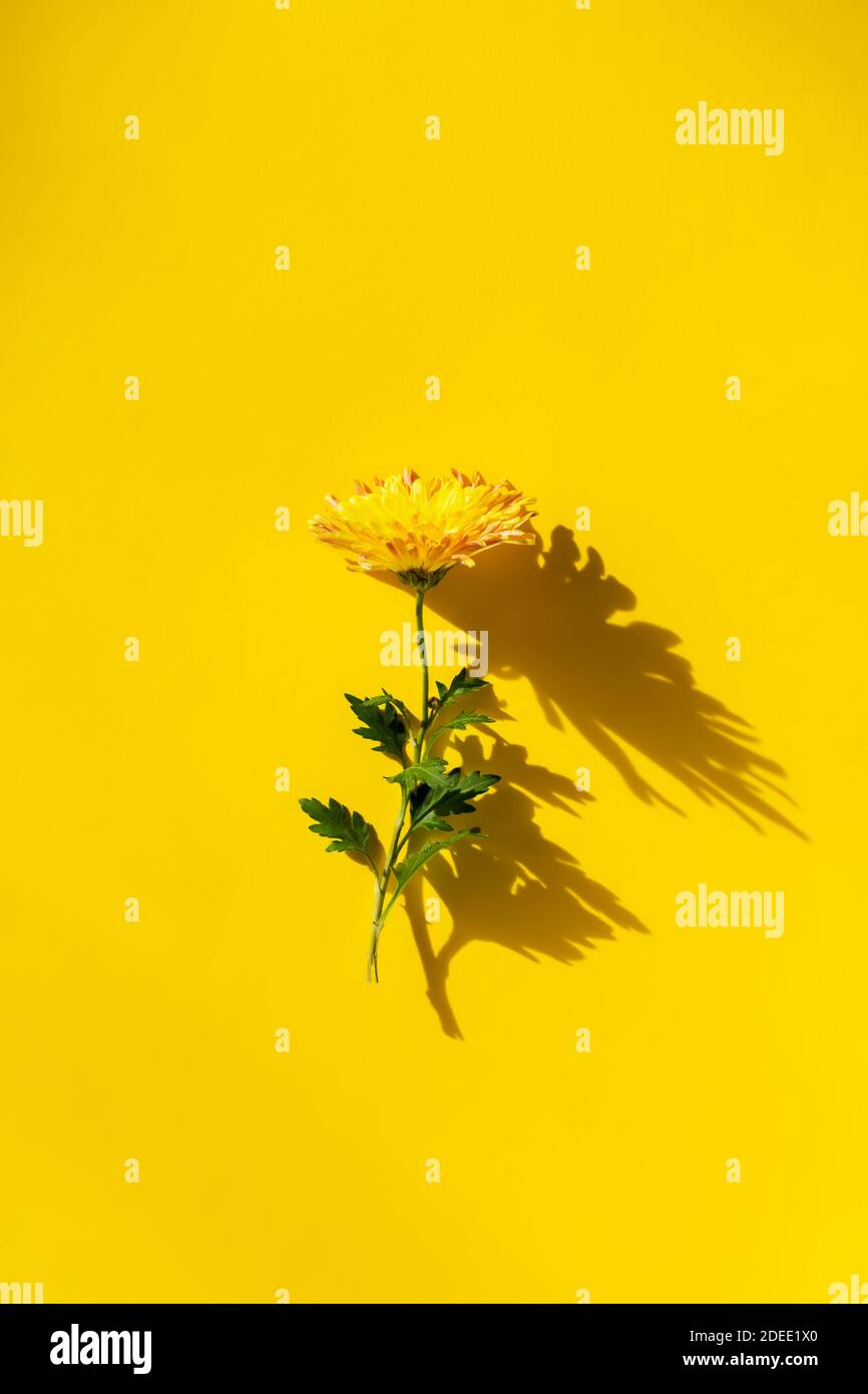 Gelbe Chrysantheme auf gelbem Hintergrund. Schöne bunte helle Grußkarte Design. Die vertikale Zusammensetzung. Minimalistisches Blumenmuster. Das Konzept Stockfoto