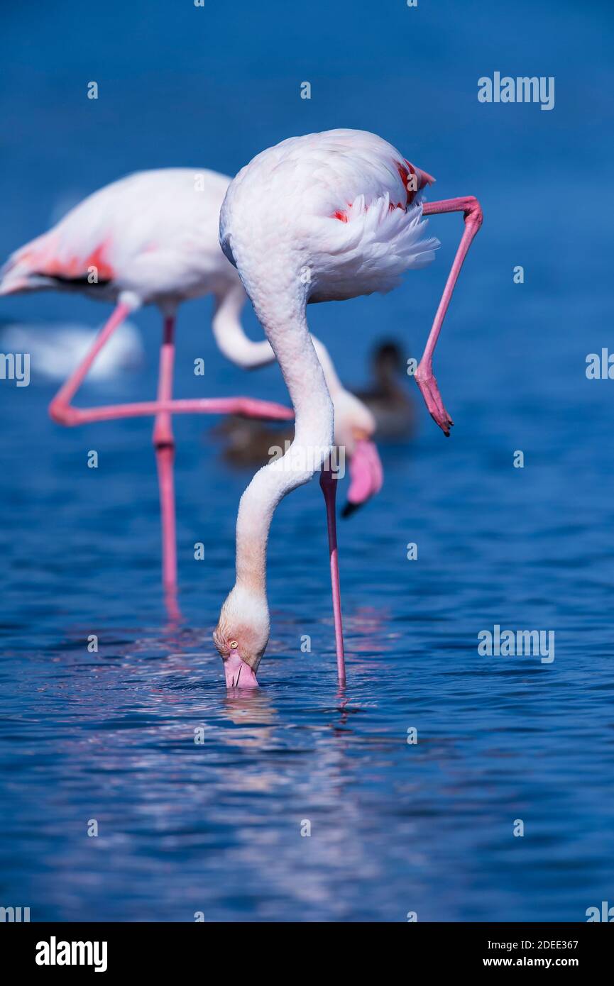 Flamingos Phoenicopterus Roseus - größere Nahrungssuche im Teich. Stockfoto