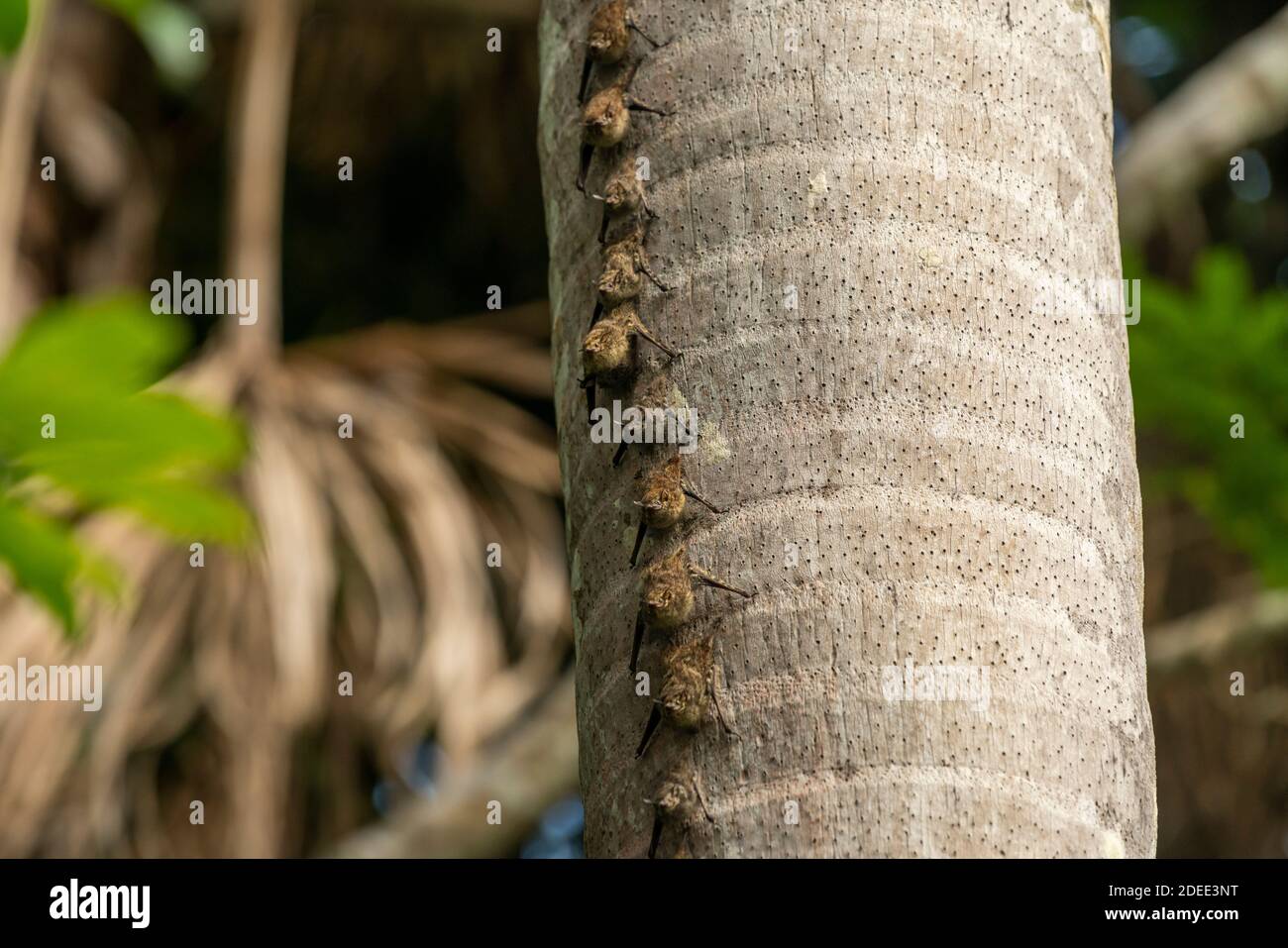 Proboscis Fledermäuse auf Palmenstamm am See Sandoval, Tambopata Naturschutzgebiet, Puerto Maldonado, Madre de Dios, Peru Stockfoto