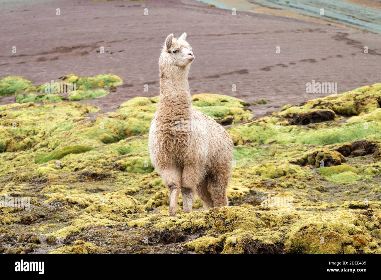 Lama steht auf dem Rainbow Mountain Trail, Pitumarca, Peru Stockfoto