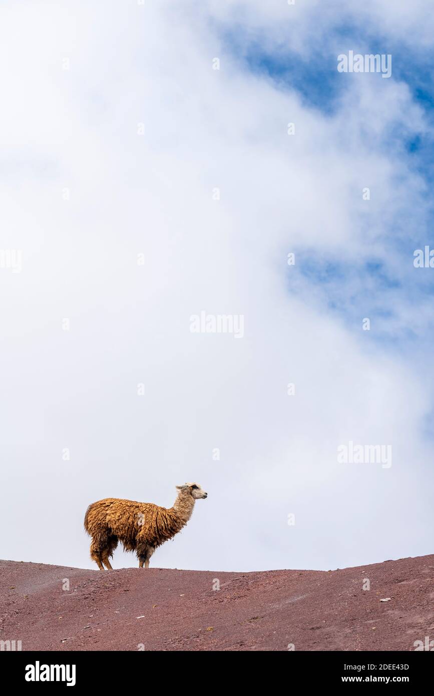Lama steht auf dem Regenbogenberg gegen den Himmel, Pitumarca, Peru Stockfoto