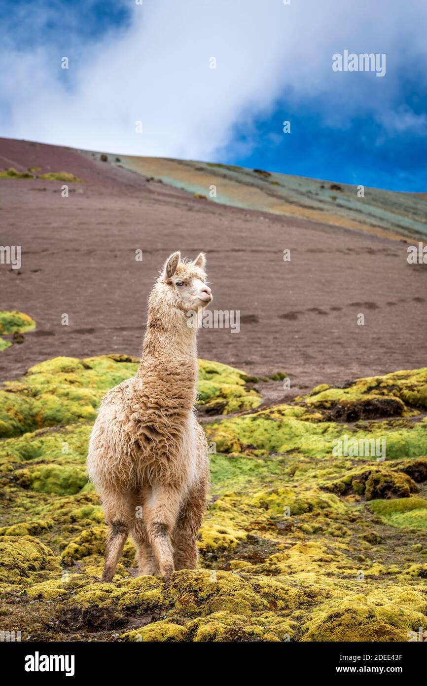 Lama steht auf dem Rainbow Mountain Trail gegen den Himmel, Pitumarca, Peru Stockfoto