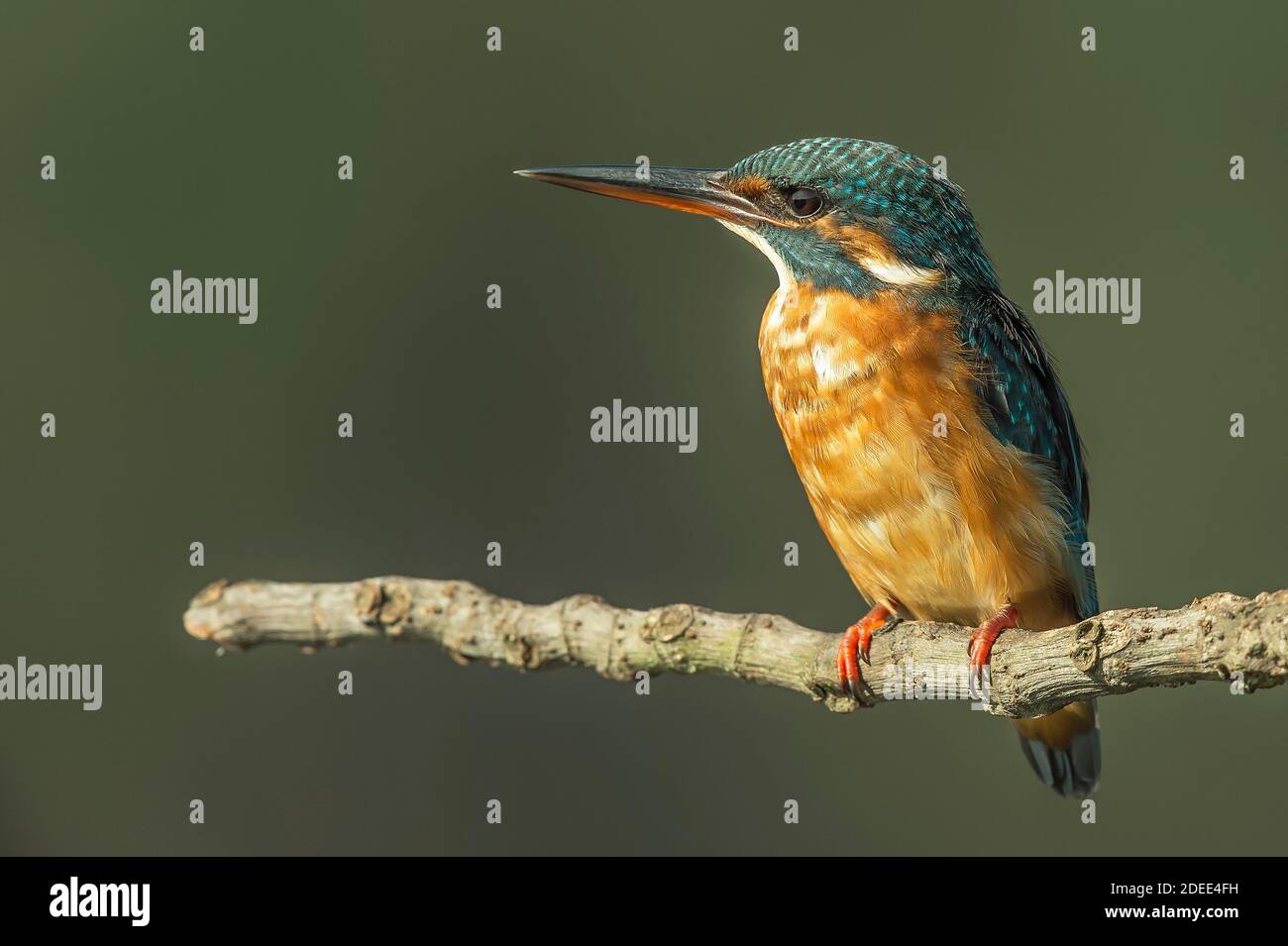 Gewöhnlicher Eisvogel, Alcedo atthis bekannt als Blauer Blitz, Beginn Tag Suche nach Nahrung (Fang von Fischen) an São Domingos Flussufer.Peniche. Portugal. Stockfoto