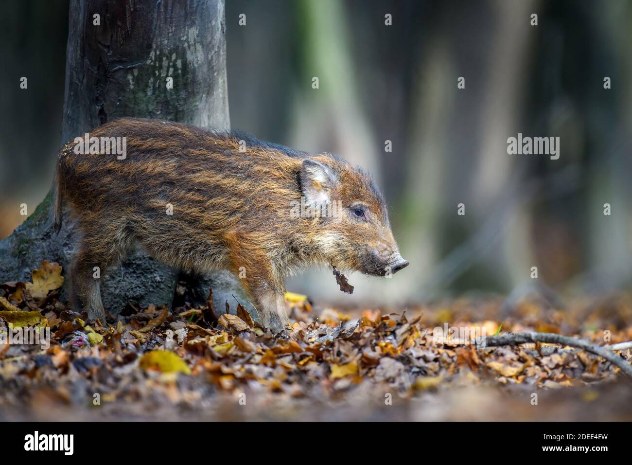 Baby Wildschwein, Sus scrofa, läuft roten Herbstwald im Hintergrund. Tier in der Natur Lebensraum Stockfoto