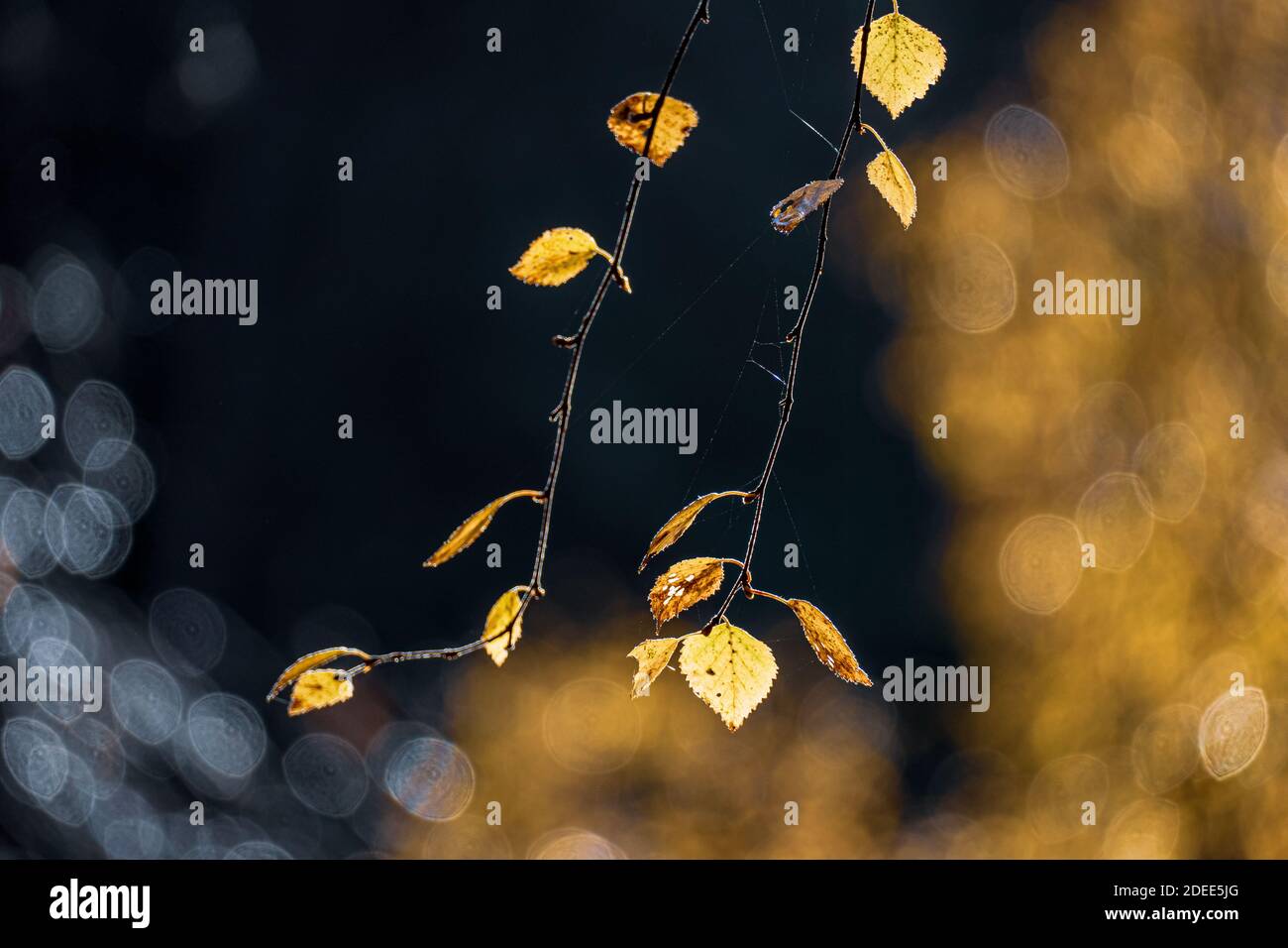 Lebenszweig Stockfoto