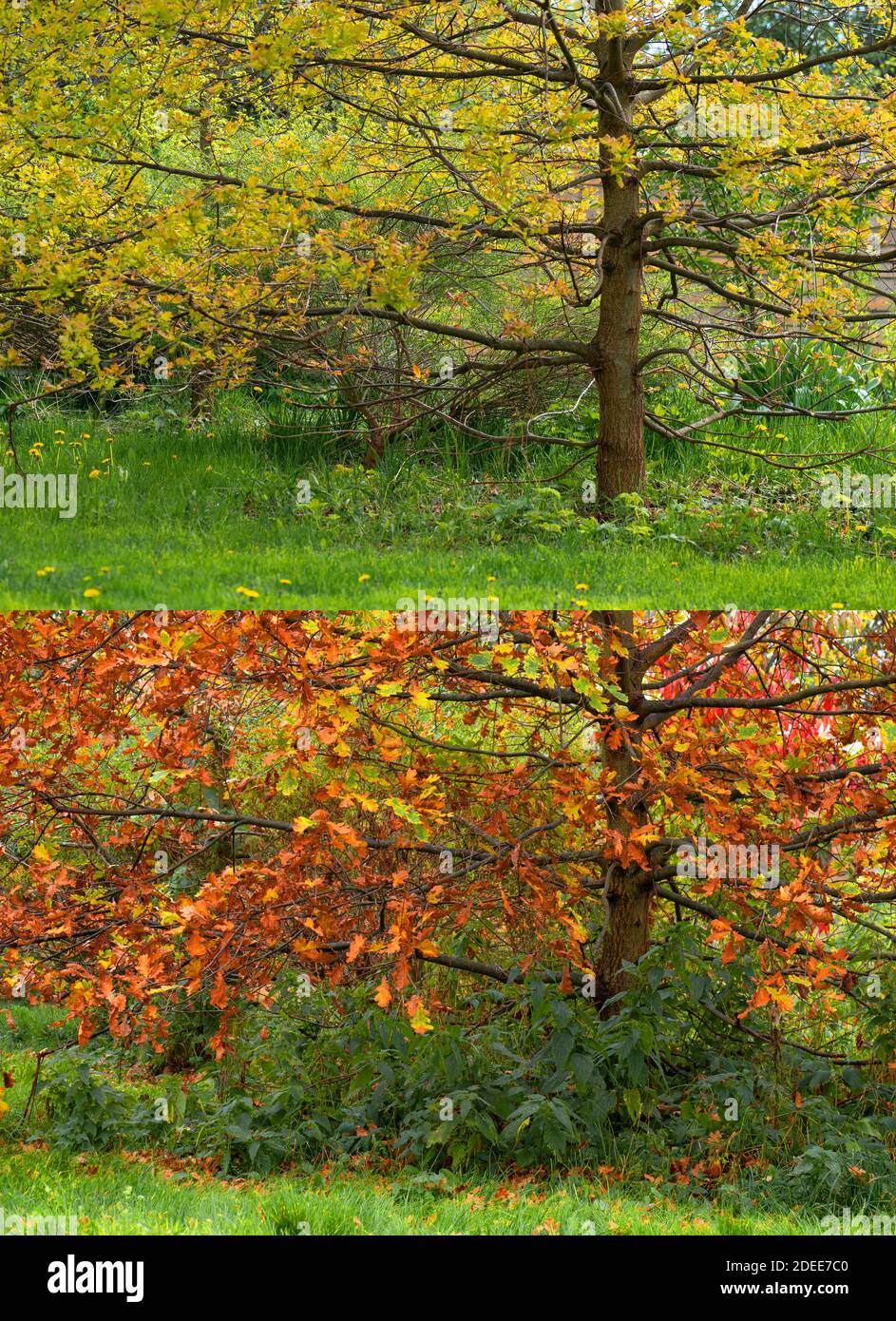Große Eiche Blätter zwei Jahreszeiten ändern Sommer Herbst Stockfoto