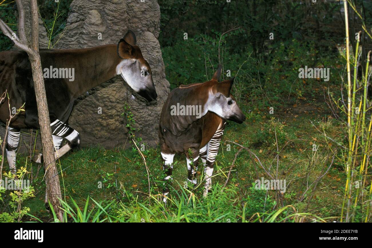 Okapi, okapia johnstoni, Weiblich mit Yund Stockfoto