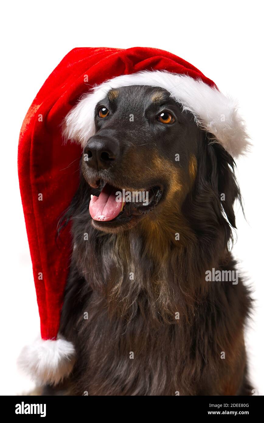 Hovawart Hundeportrait in rotem weihnachtshut. Nahaufnahme eines schwarzen Hovawart Hundes, isoliert. Hundehortrait in rotem weihnachtshut Stockfoto