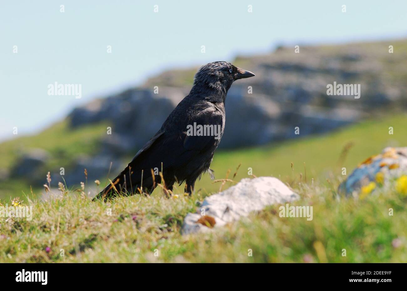 WESTERN Jackdaw (Corvus monedula), brütet auf den Britischen Inseln, Westeuropa, Skandinavien, Nordasien & Nordafrika Nahaufnahme am Küstenhang Stockfoto