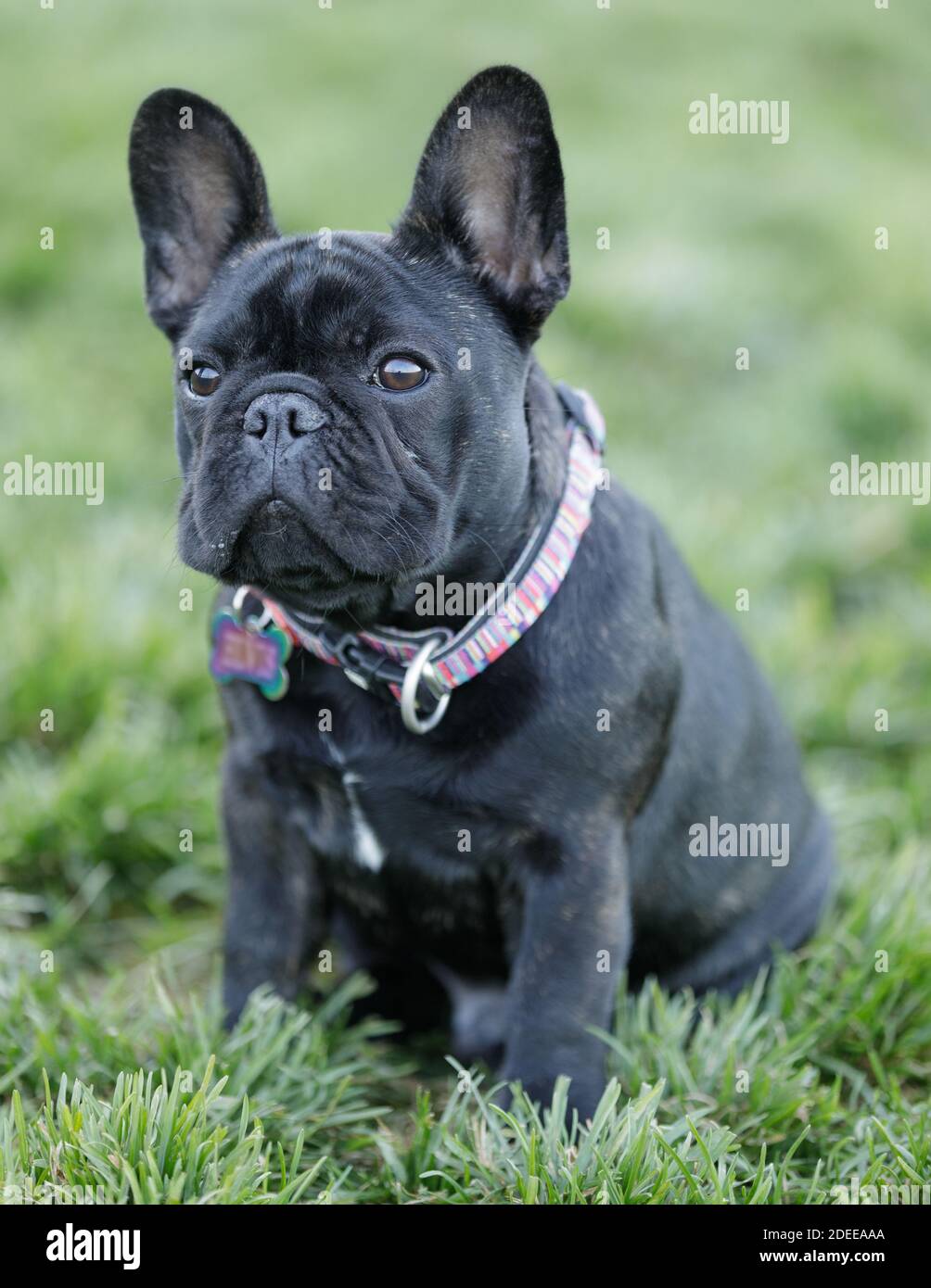 5-Monate-Old Brindle Frenchie Puppy Männlich sitzen und schauen nach oben Stockfoto