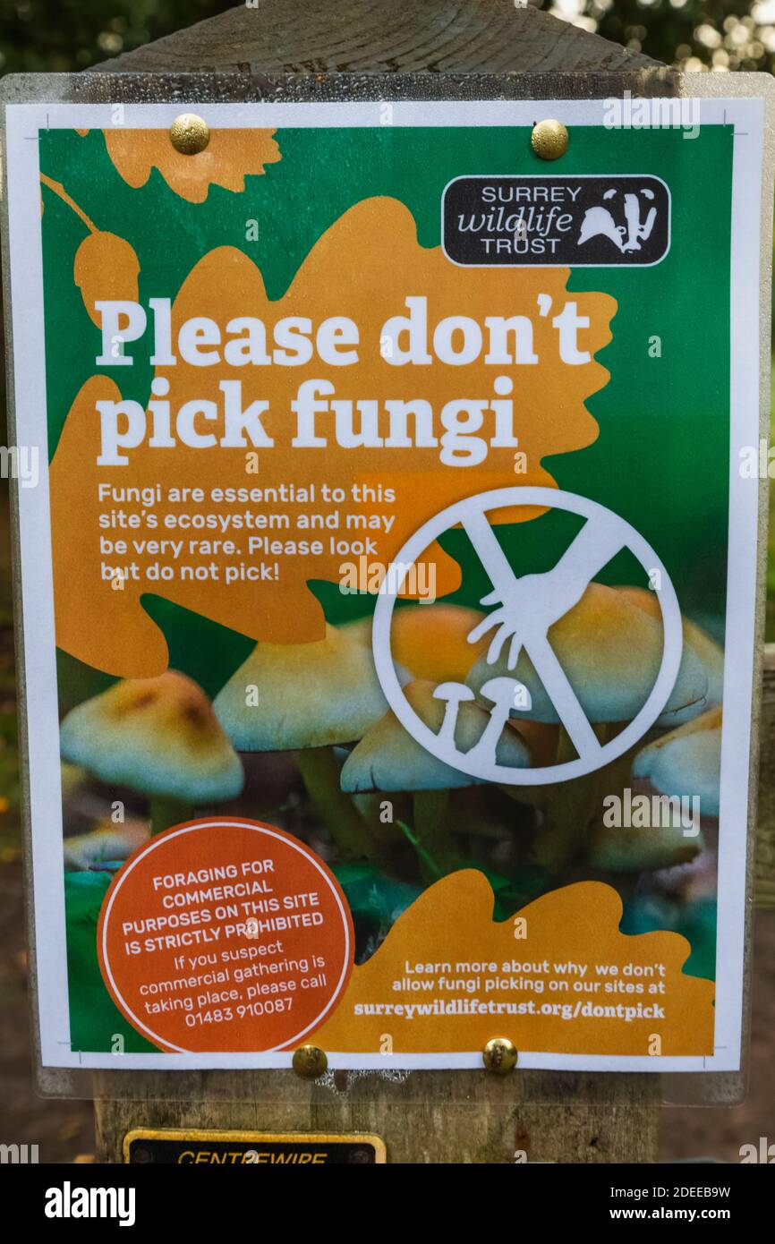 England, Surrey, Cobham, Chatley Heath, 'Bitte pflücken Sie keine Pilze' Zeichen Stockfoto