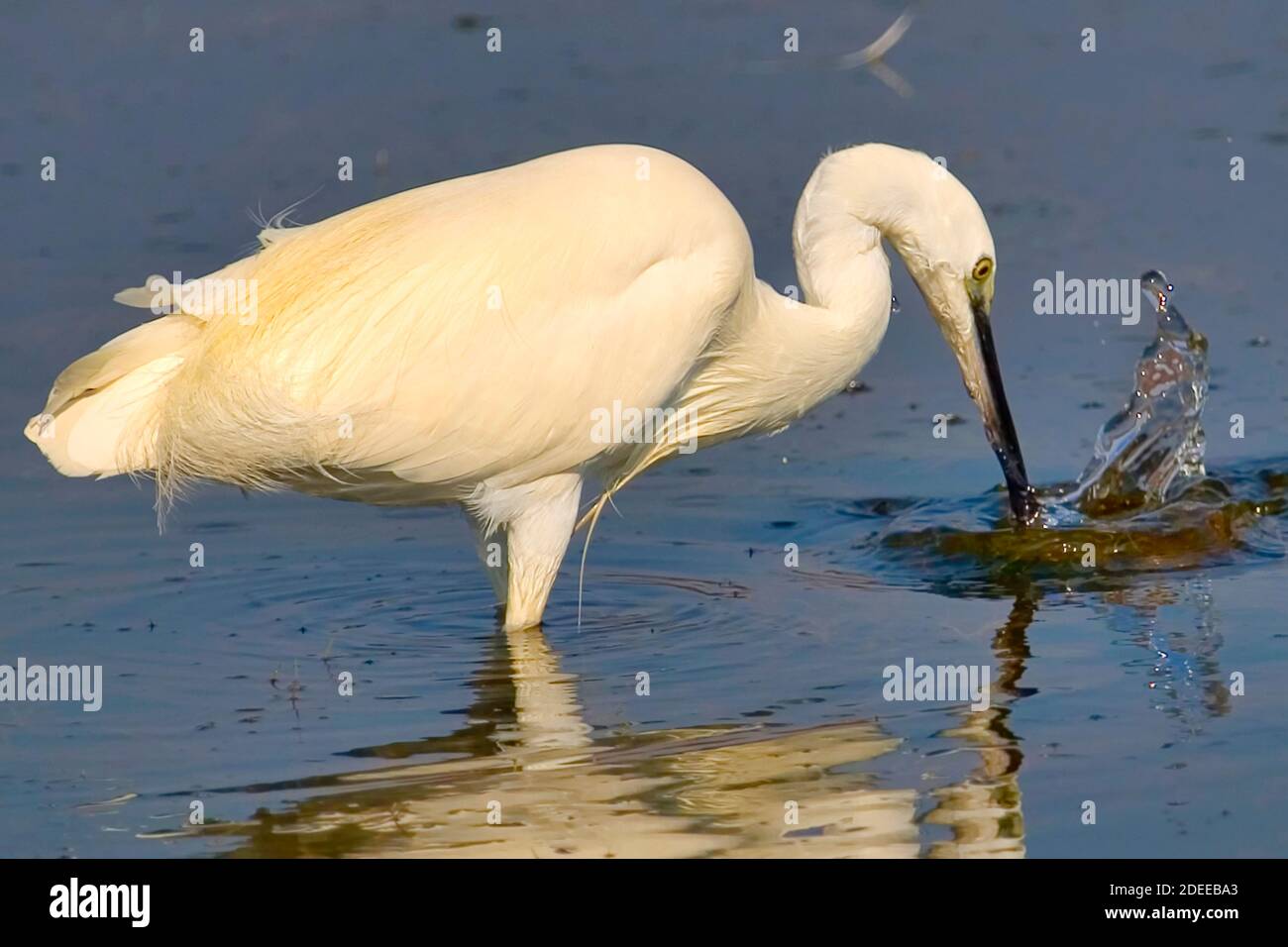 Kleiner Reiher, Egretta garzetta, kleiner Reiher, Naturpark Salinas de Santa Pola, Alicante, Comunidad Valenciana, Spanien, Europa Stockfoto