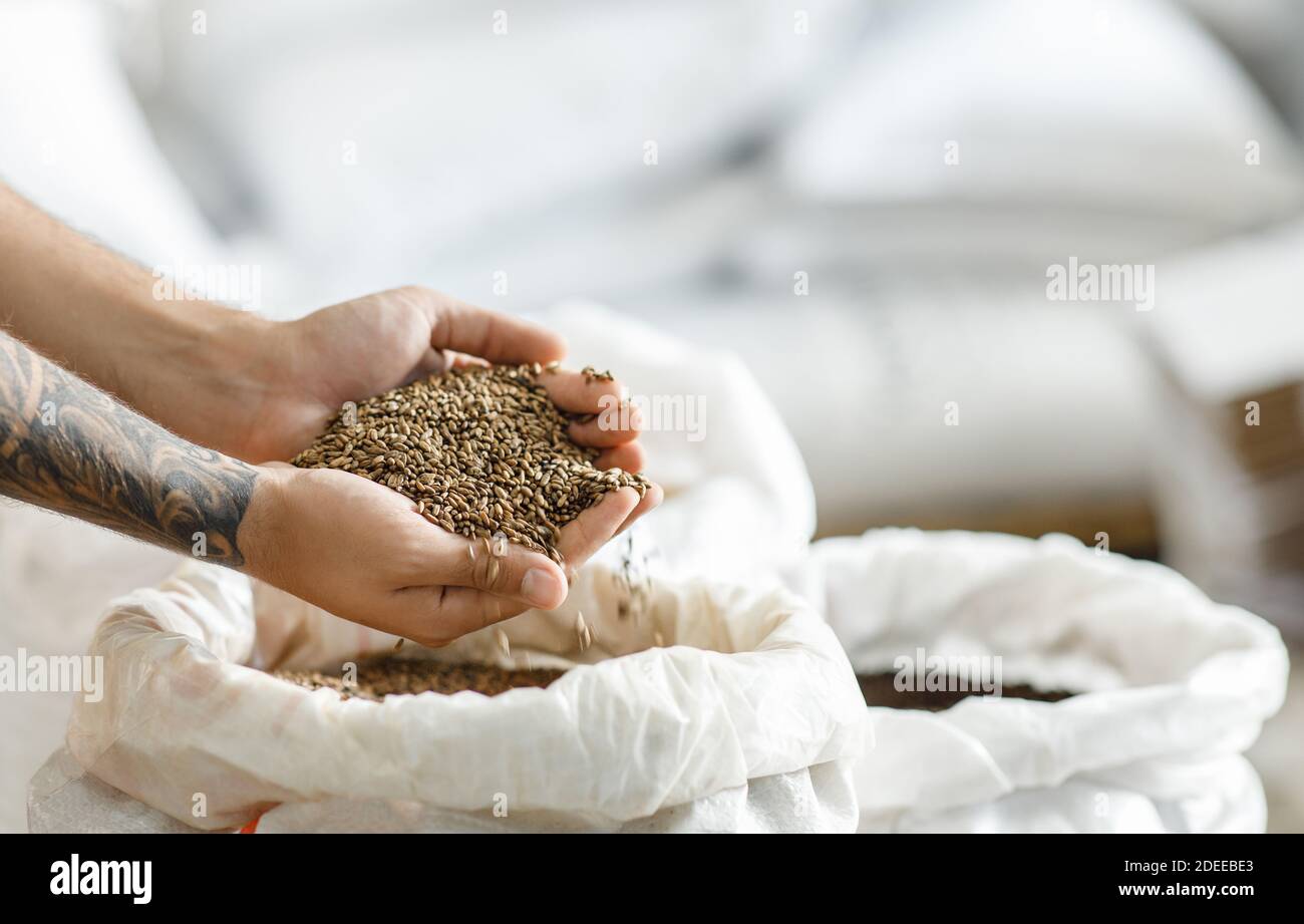 Natürliche Zutaten für das Brauen von bestem Craft-Bier in moderner Pflanze Stockfoto