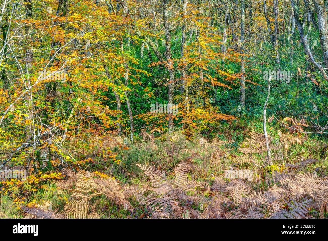 Kleine Lichtung in einem wilden und unberührten Wald lassen das Sonnenlicht durch in der Mitte des Herbstes zeigt eine wunderschöne Vielfalt von Herbstfarben. Stockfoto