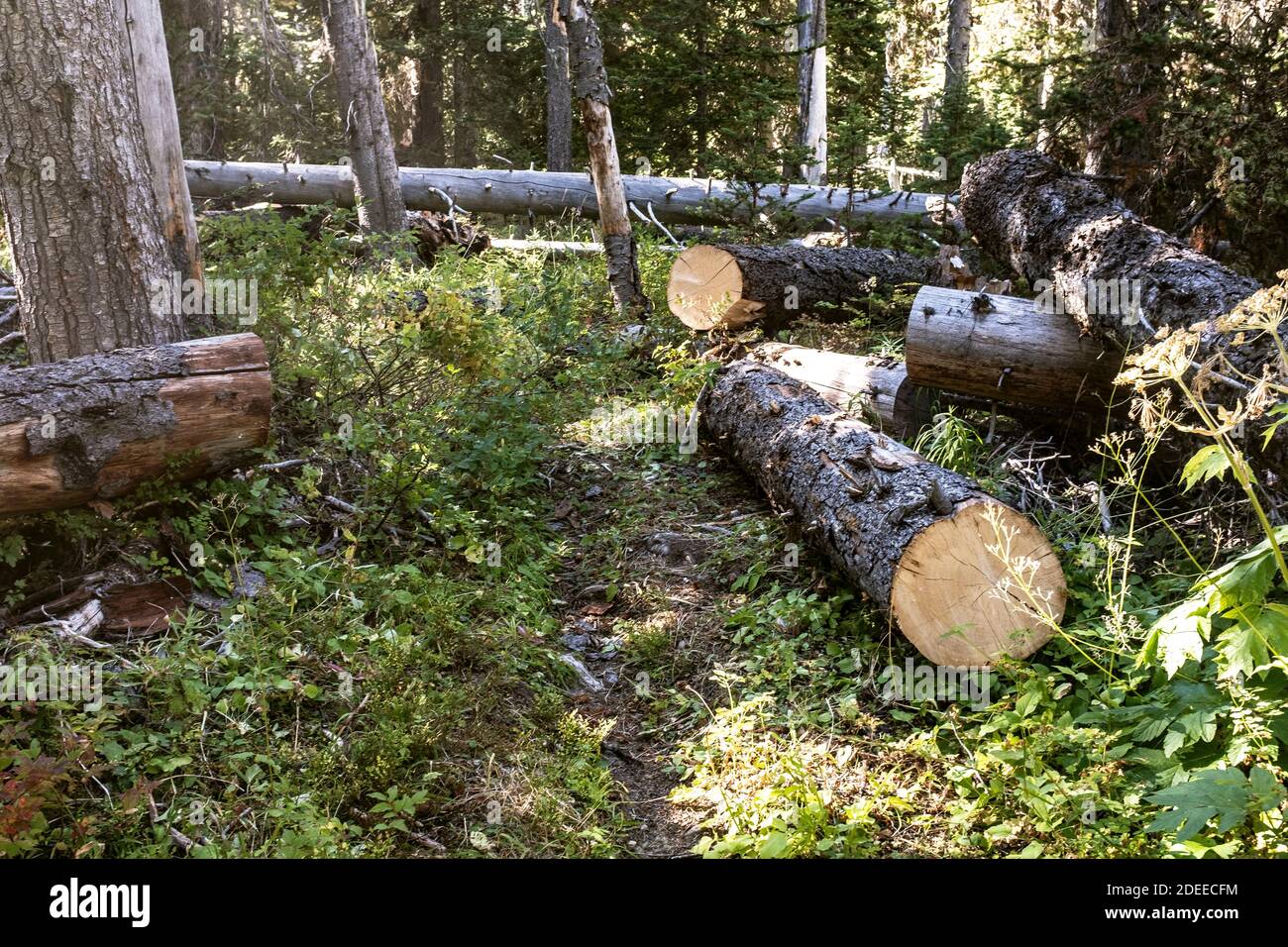 WA17726-00..... WASHINGTON - The Boundary Trail #533 auf dem Weg zum Frosty Pass, Pasayten Wilderness, Okanogan Wenatchee National Forest. Stockfoto