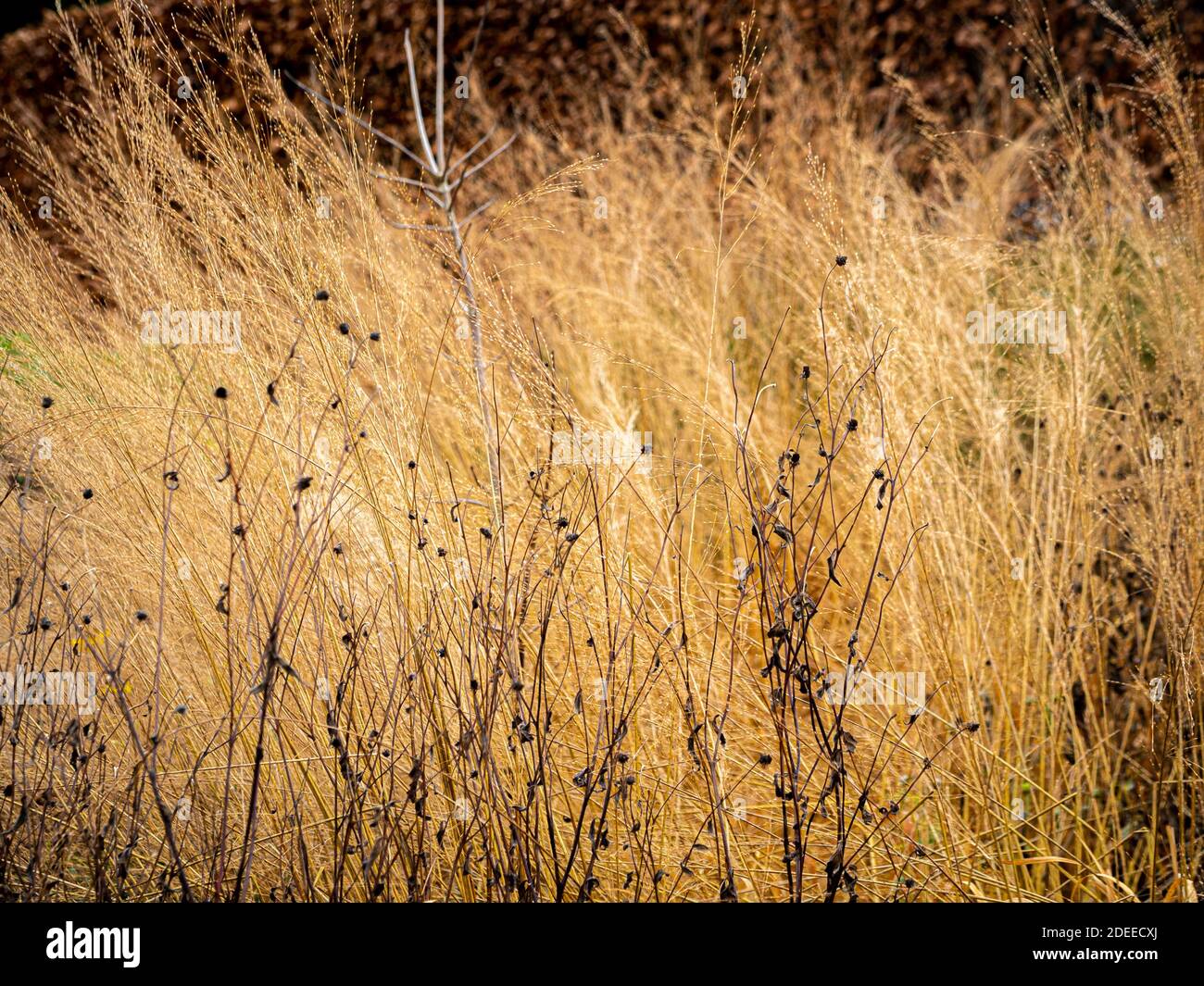 Tote Sommerjahrespflanzen vor Ziergrassaatenköpfen im Winter. Stockfoto