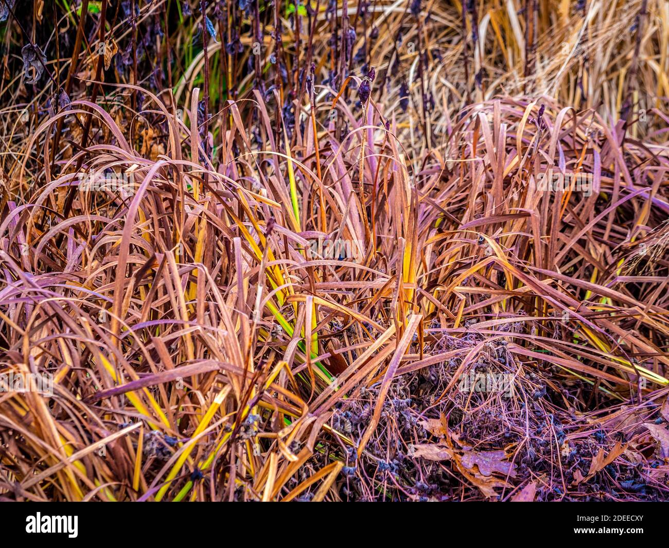 Ziergras im Winter wächst in einem britischen Garten. Stockfoto