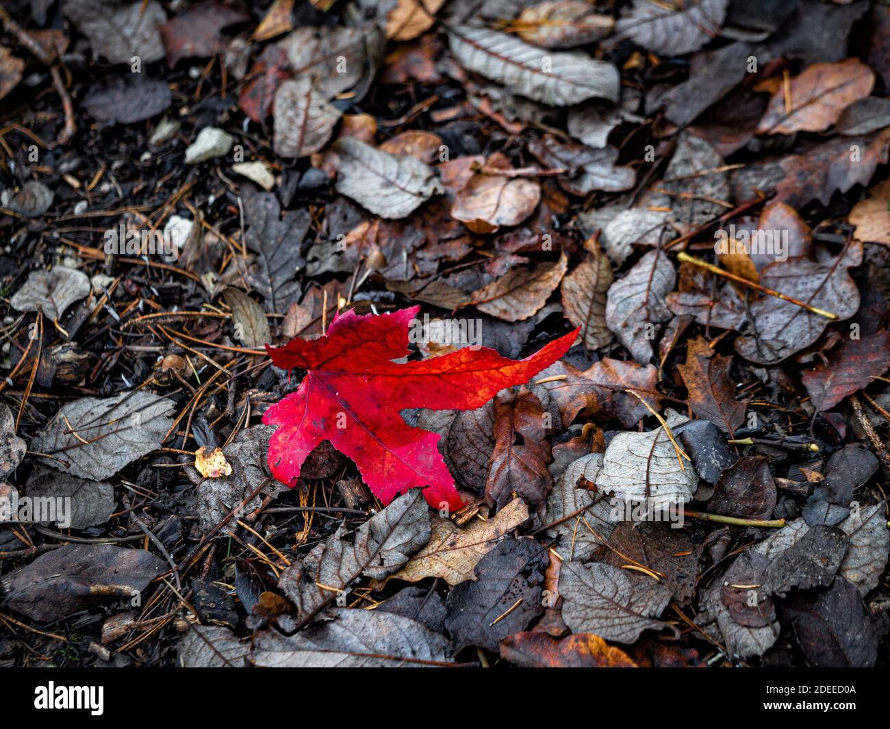 Einzelnes gestürztes rotes Acer-Blatt auf dem Boden mit verfaulenden Buchen-Blättern. Stockfoto