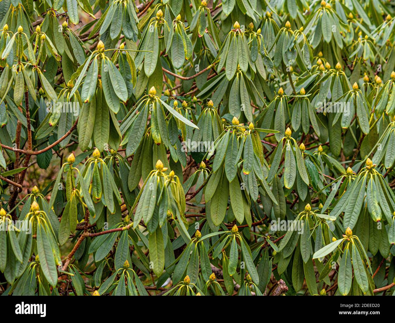 thuja weleda THUJA OCCIDENTALIS ARGENTO culta Rh D 3 Dilution  ELIVERA UK