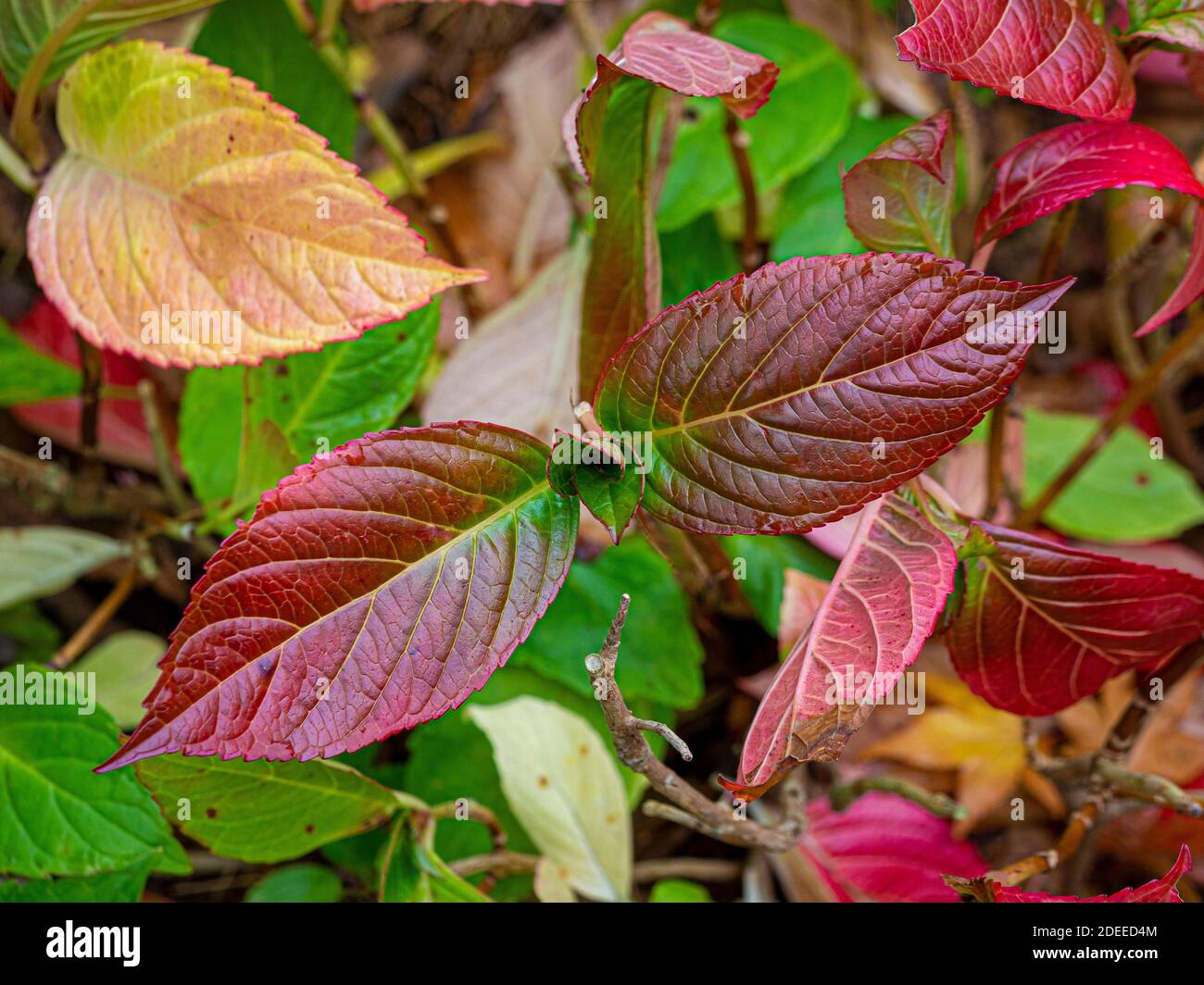 Dunkelrote Blätter der Hortensia Lady in Rot, im Winter. Stockfoto