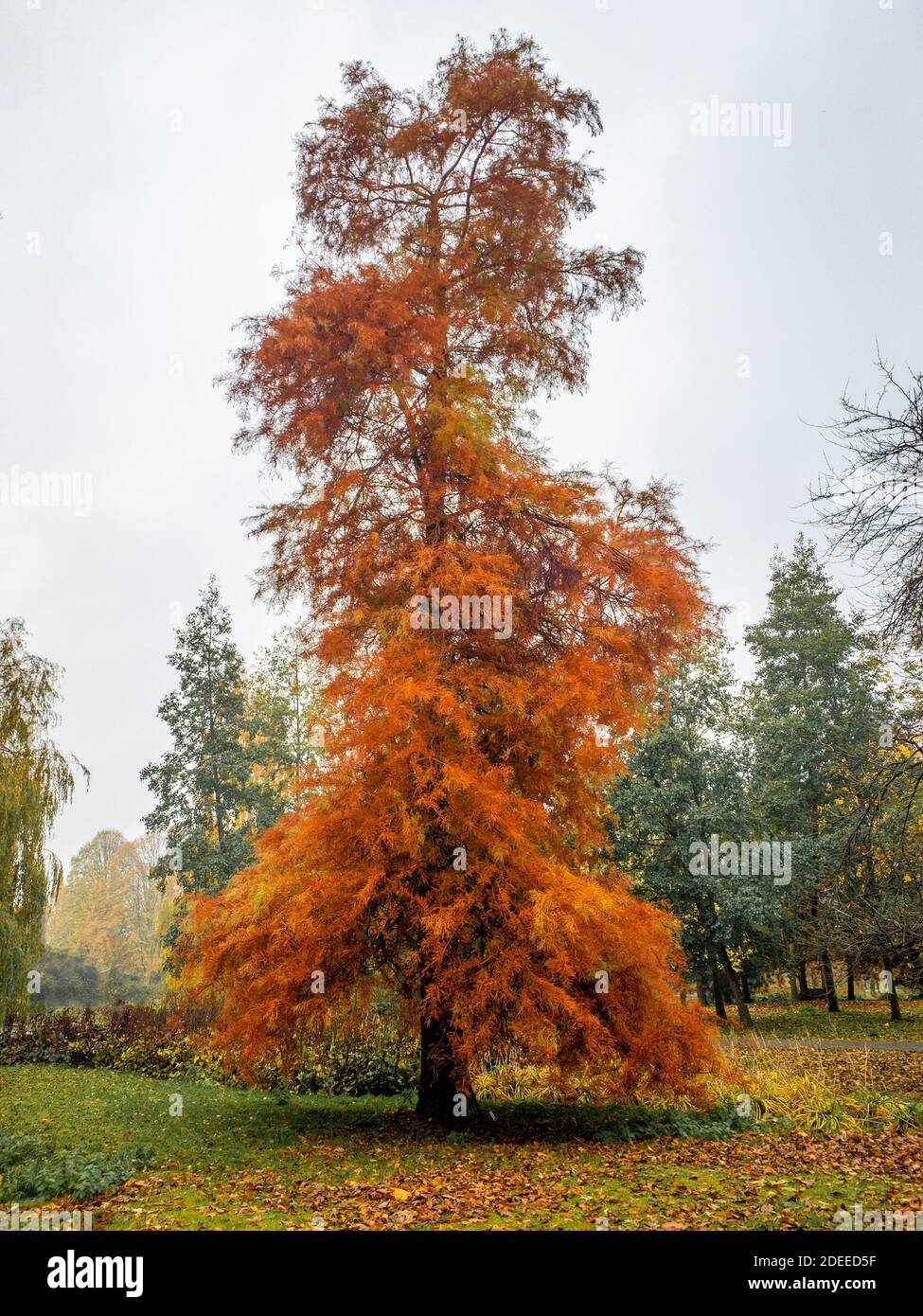 Sumpfzypresse (Taxodium destichum). Laub-Nadelbaum im Herbst mit orangefarbenem Laub Stockfoto