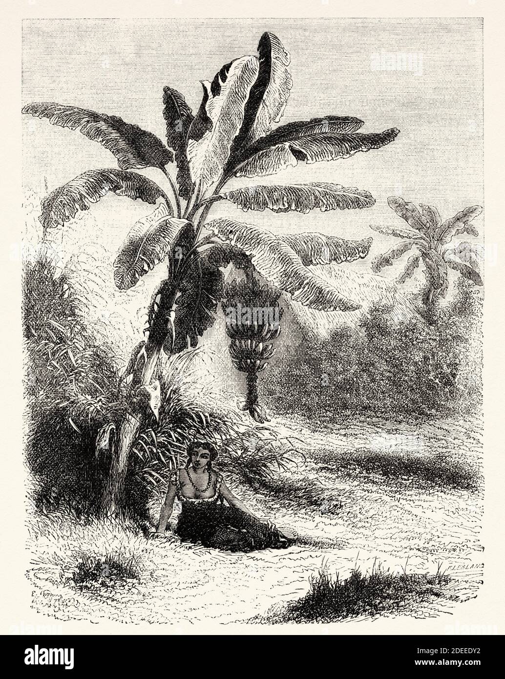Bananenbaum oder Musa acuminata, Musa balbisiana, Vintage-Gravur Alte gravierte Illustration einer Bananenpflanze mit Frucht und Blütenstand, Kolumbien. Alte eingravierte Illustration des 19. Jahrhunderts. Reise nach New Granada mit Charles Saffray von El Mundo en La Mano 1879 Stockfoto