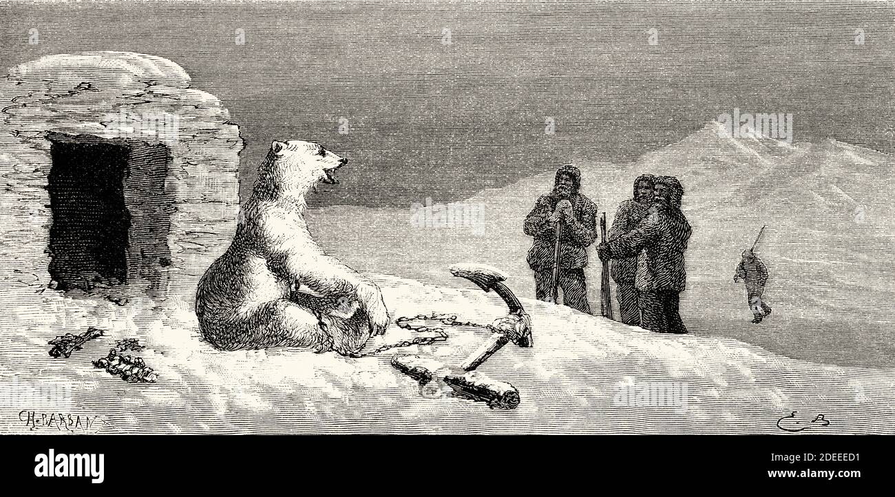 Weißer Bär an einen Anker gebunden. Alte eingravierte Illustration des 19. Jahrhunderts. Zweite deutsche Nordpolarexpedition 1869 von El Mundo en La Mano 1879 Stockfoto