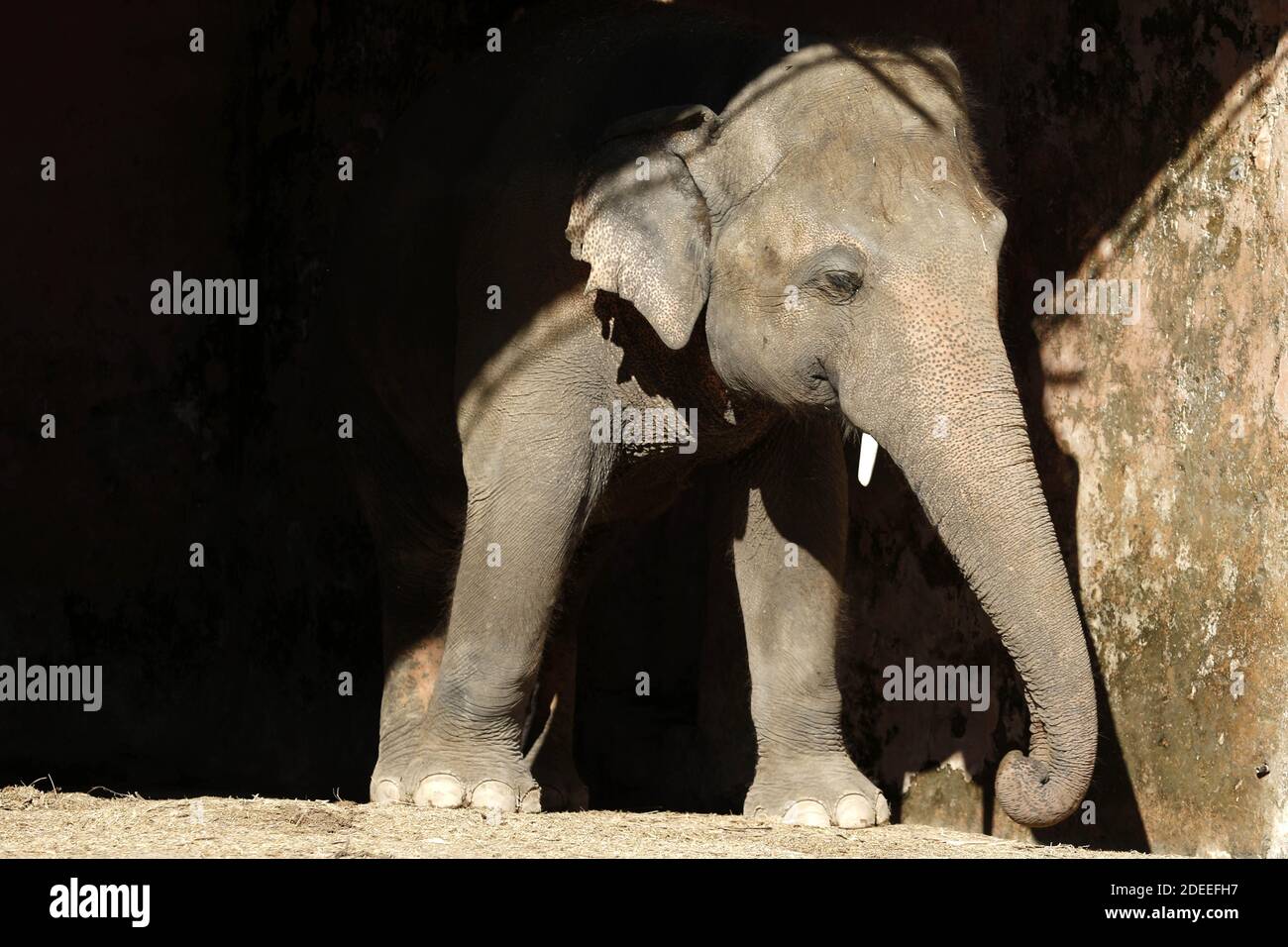 (201130) -- ISLAMABAD, 30. November 2020 (Xinhua) -- Foto vom 27. November 2020 zeigt den asiatischen Elefanten Kaavan im Marghazar Zoo in Islamabad, Pakistan. Ein einsamer asiatischer Elefant aus Pakistan kam am Montag Nachmittag mit einem gecharterten Frachtflugzeug nach Kambodscha, nachdem er fast 35 Jahre in einem Zoo in Islamabad verbracht hatte, sagte der kambodschanische Umweltminister und Sprecher Neth Pheaktra. Pheaktra sagte, Kaavan, der 35-jährige Elefantenbulle, sei kurz nach seiner Ankunft im Siem Reap int in das Naturschutzgebiet Kulen Prum tep in der nordkambodschanischen Provinz Oddor Meanchey transportiert worden Stockfoto