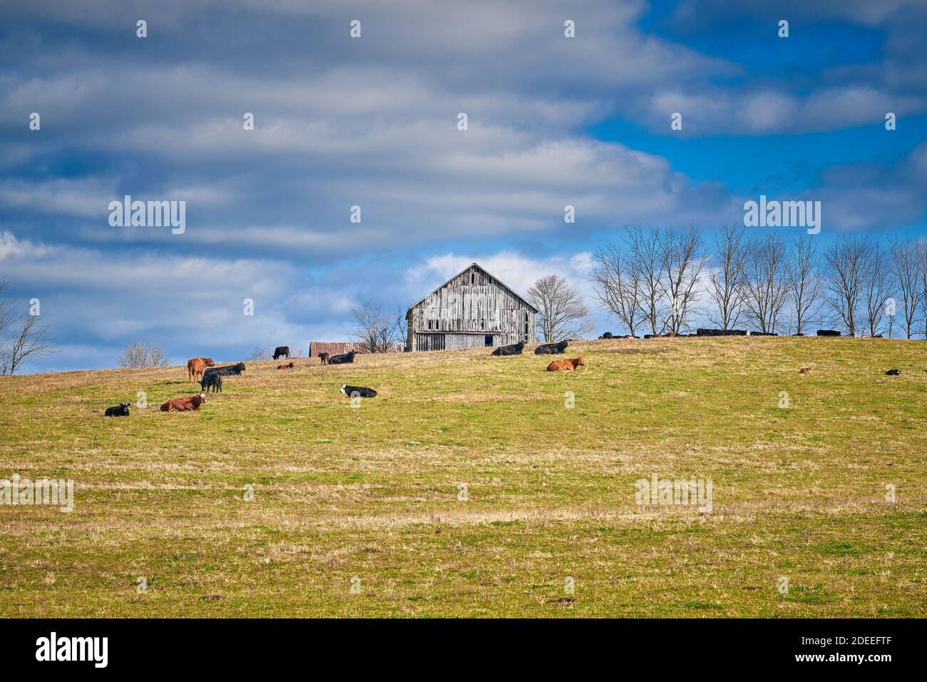 Kühe liegen auf einem Feld bei einem Tabakscheune, Central Kentucky. Stockfoto