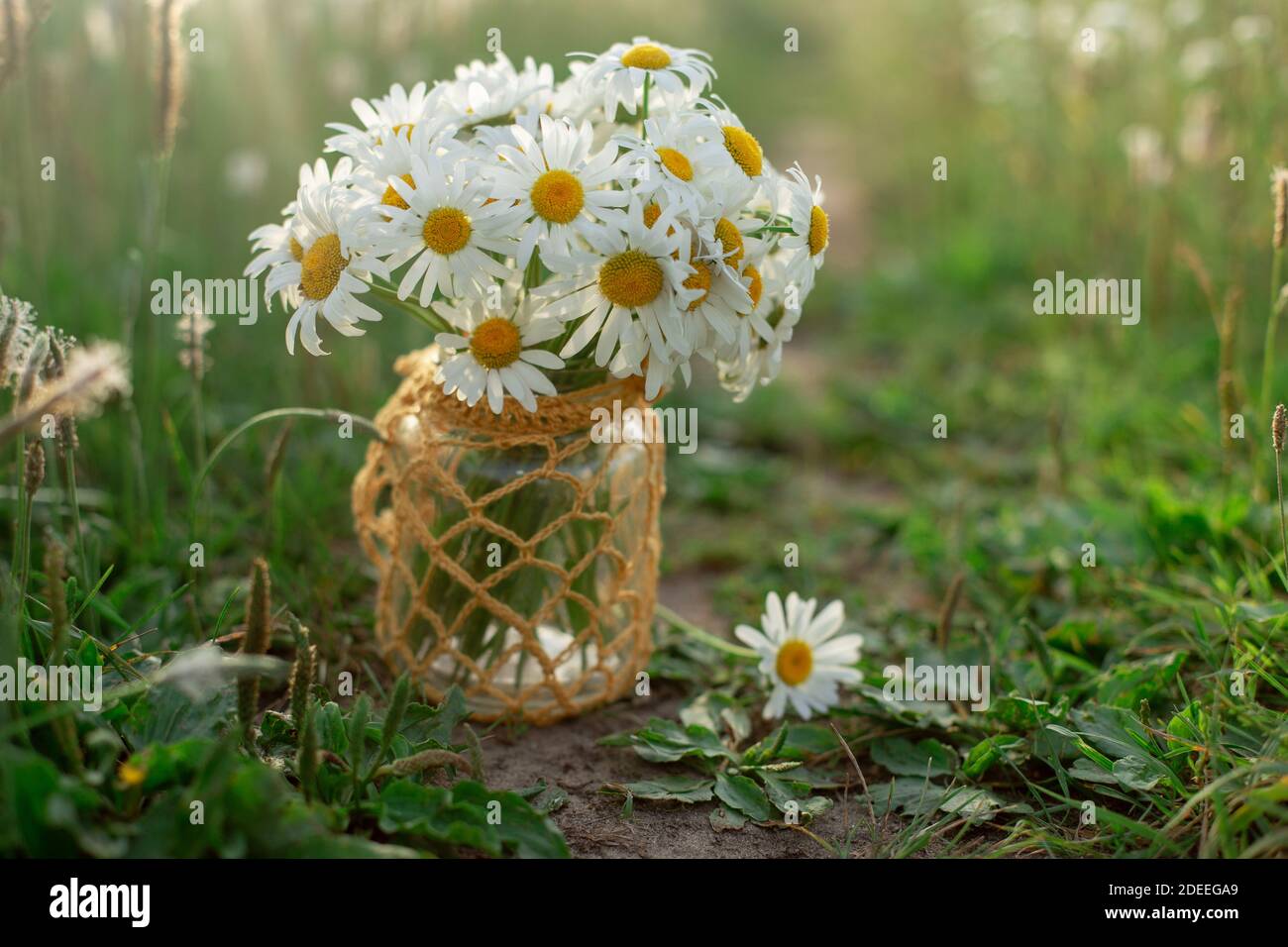 Kamillen in einem Glas stehen zwischen dem Gras Stockfoto