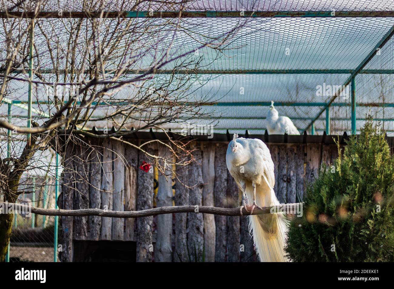 Weiße Pfauen in einem Käfig im Zoo Stockfoto