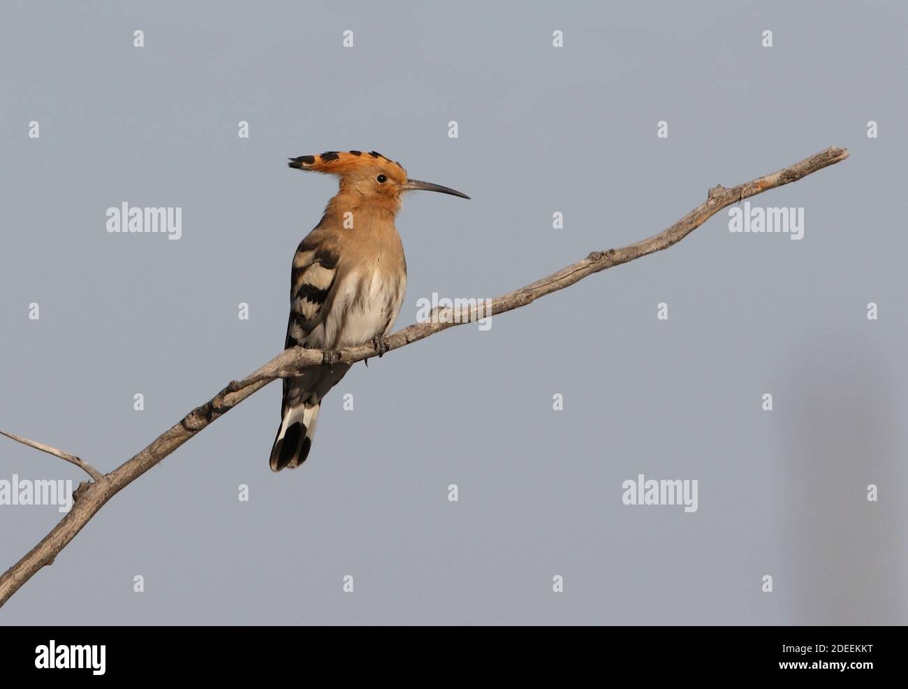 Wiedehopf (Upupa epops epops) Erwachsener auf toten Zweig See Balkhash, Kasachstan thront Juni Stockfoto