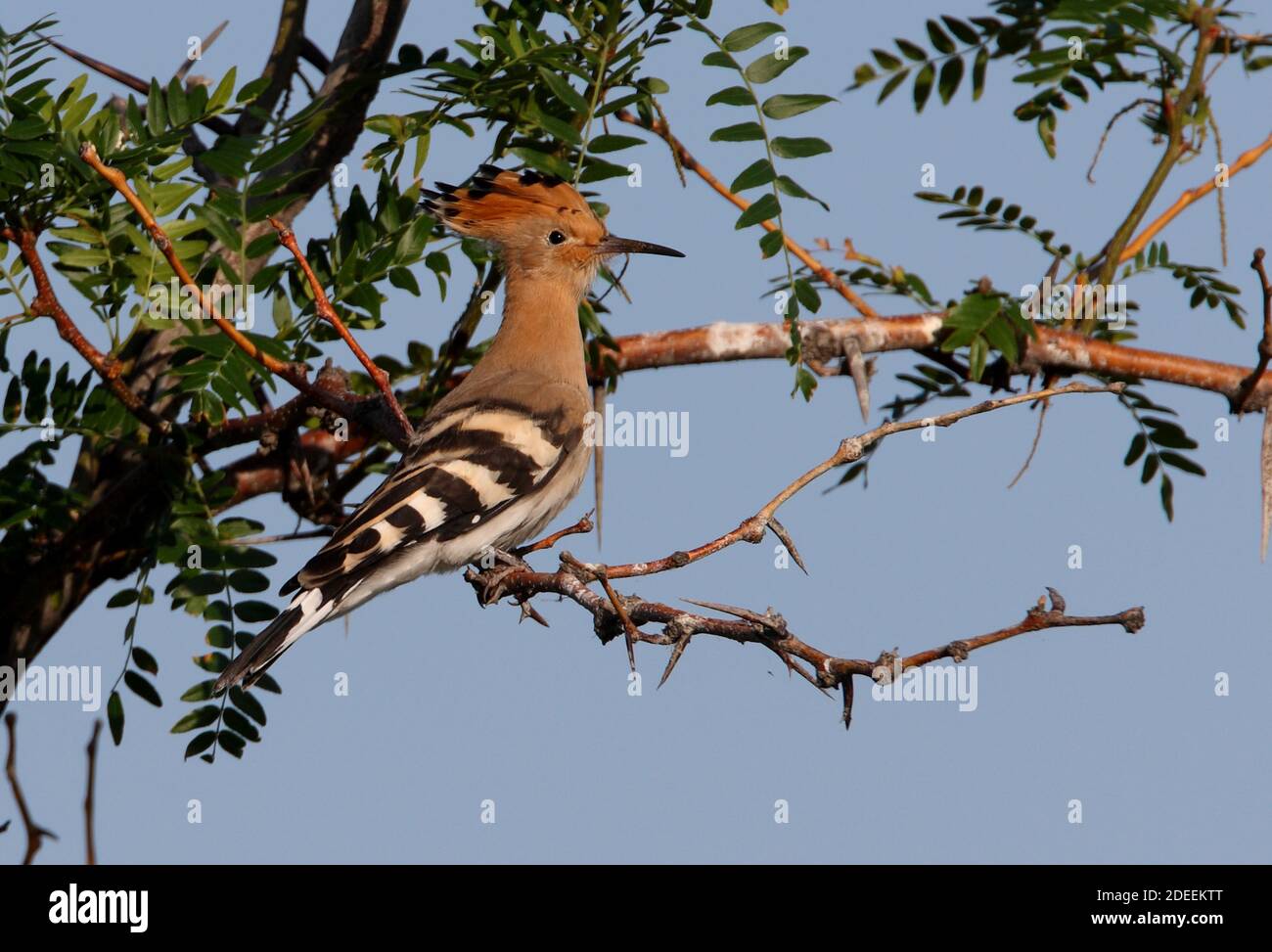 Wiedehopf (Upupa epops epops) Erwachsener thront im Baum See Balkhash, Kasachstan Juni Stockfoto