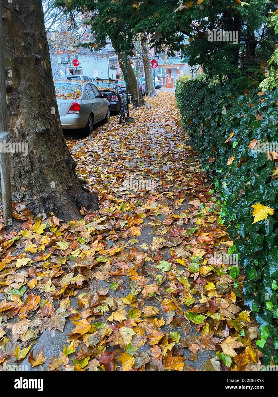 Herbstblätter bedecken die Gehwege auf den baumgesäumten Wohnstraßen in vielen Vierteln von Brooklyn, New York. Stockfoto
