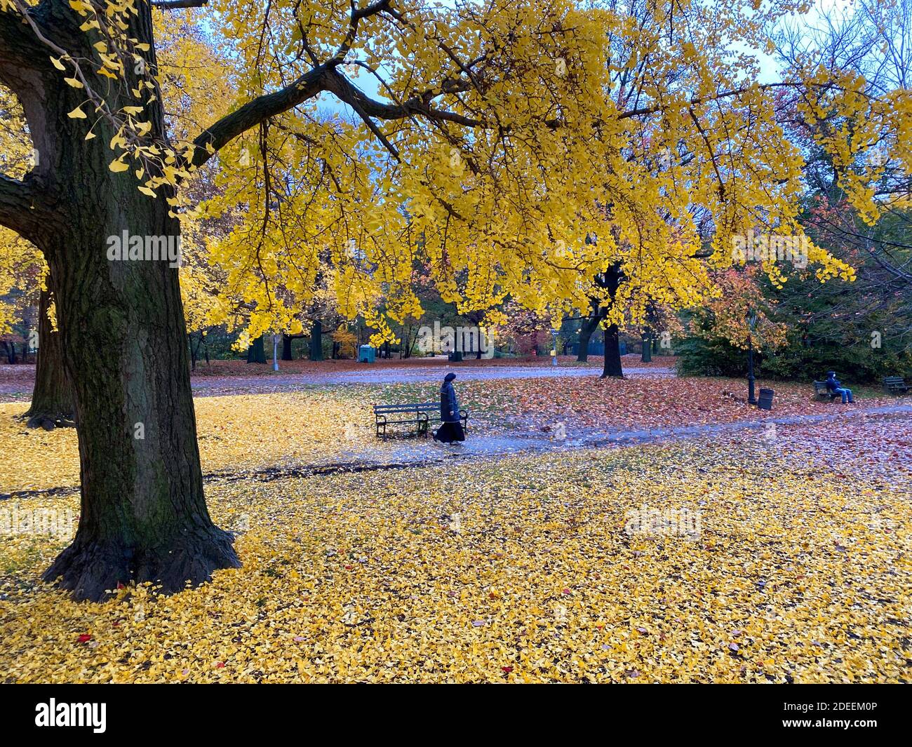 Herbstgelbe Ginkgo-Blätter bedecken den Boden im Prospect Park während des Spätherbst in Brooklyn, New York. Stockfoto