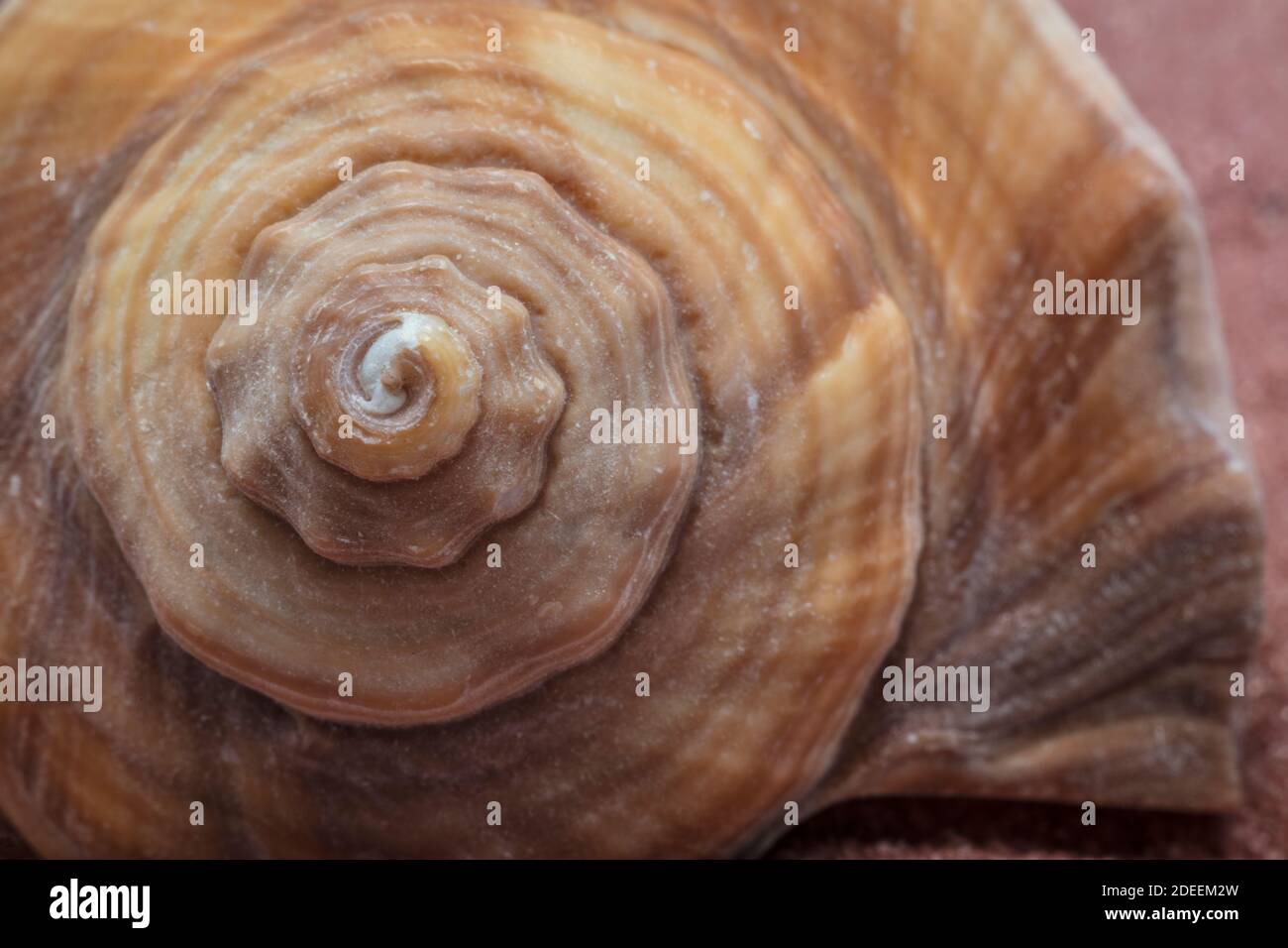 Nahaufnahme von Muschel Stockfoto