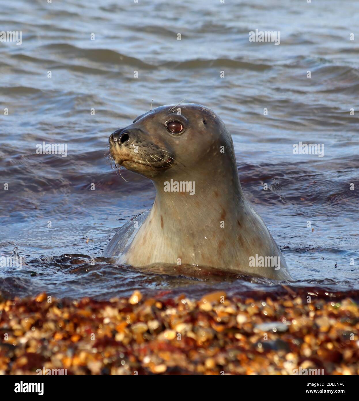 Jungrobbe oder Hafenrobbe in den kleinen Wellen In der Nähe des Ufers Stockfoto