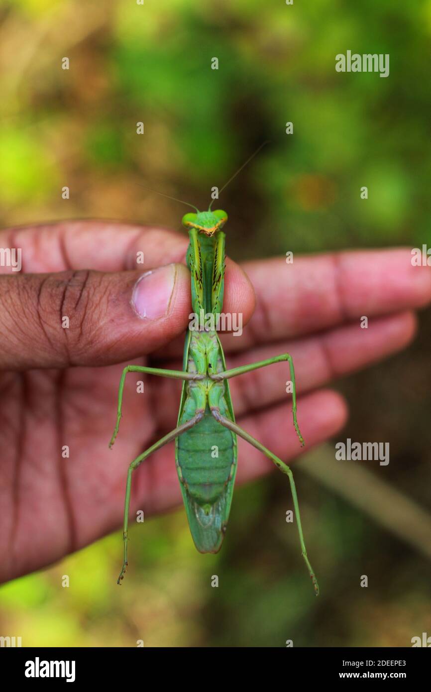 Gefährliche Mantis bereit, auf Beute große grüne Mantis jagen Auf der Jagd Stockfoto