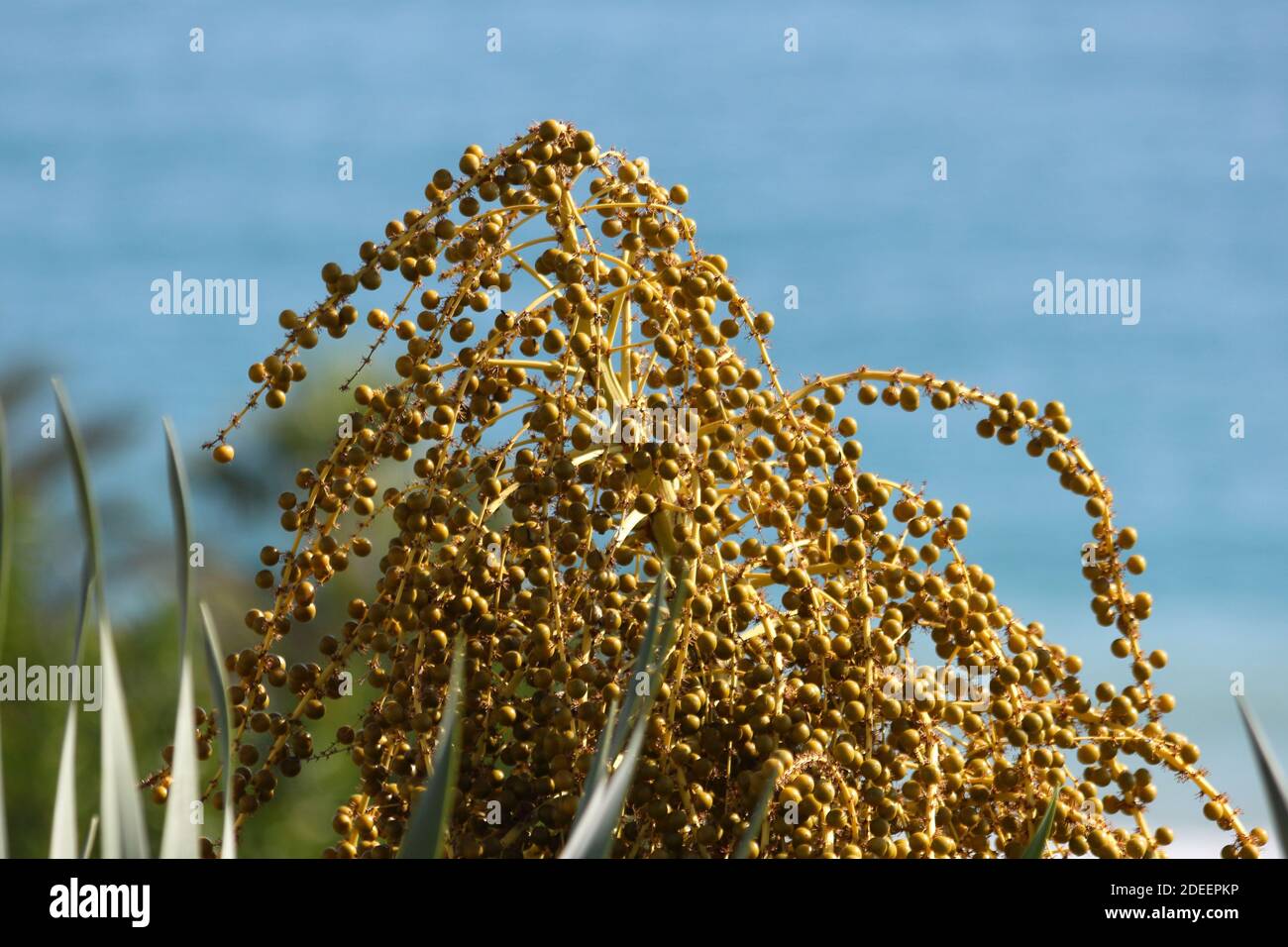 Frchte und Beeren des Drachenbaumes, Dracaena Draco, Fuengirola, Mlaga,  Spanien Stockfotografie - Alamy