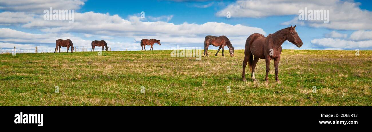 Pferde grasen auf einem Feld durch den Gleiszaun gesehen. Stockfoto