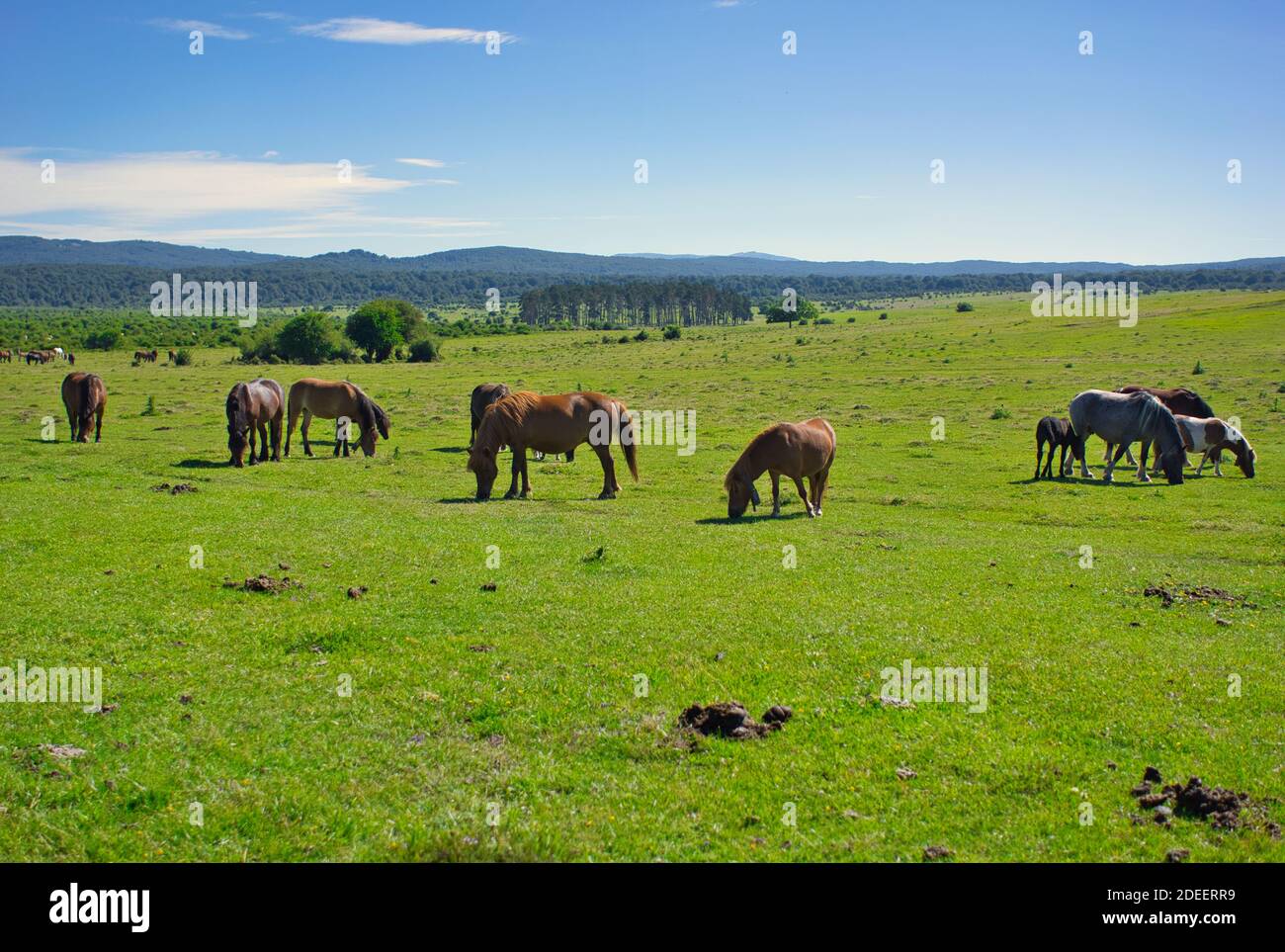 Der Naturpark Urbasa und Andia in Navarra, Spanien Stockfoto