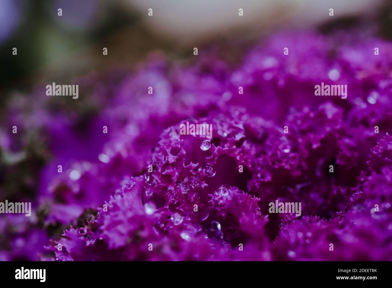 Eine Nahaufnahme von Tautropfen auf purpurem Grünkohl Stockfoto