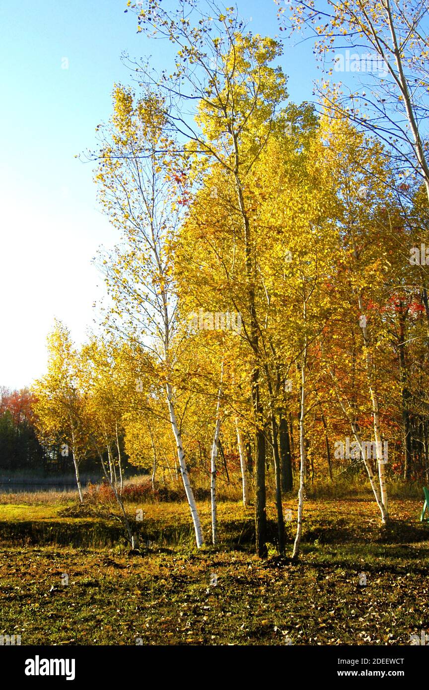 Weiße Birken mit schönen gelben Herbstblättern Blätter Im Südosten von Michigan Stockfoto