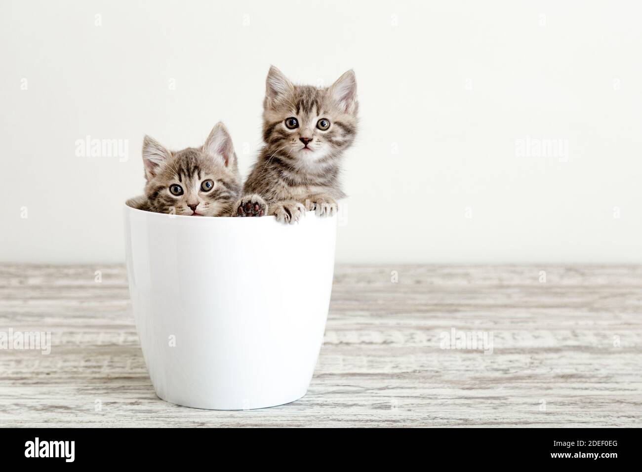 Zwei grau gestromte Kätzchen sitzen im weißen Blumentopf. Portrait von zwei liebenswert flauschigen Kätzchen mit Kopierer Platz. Schöne Katzen auf weißem Hintergrund Stockfoto