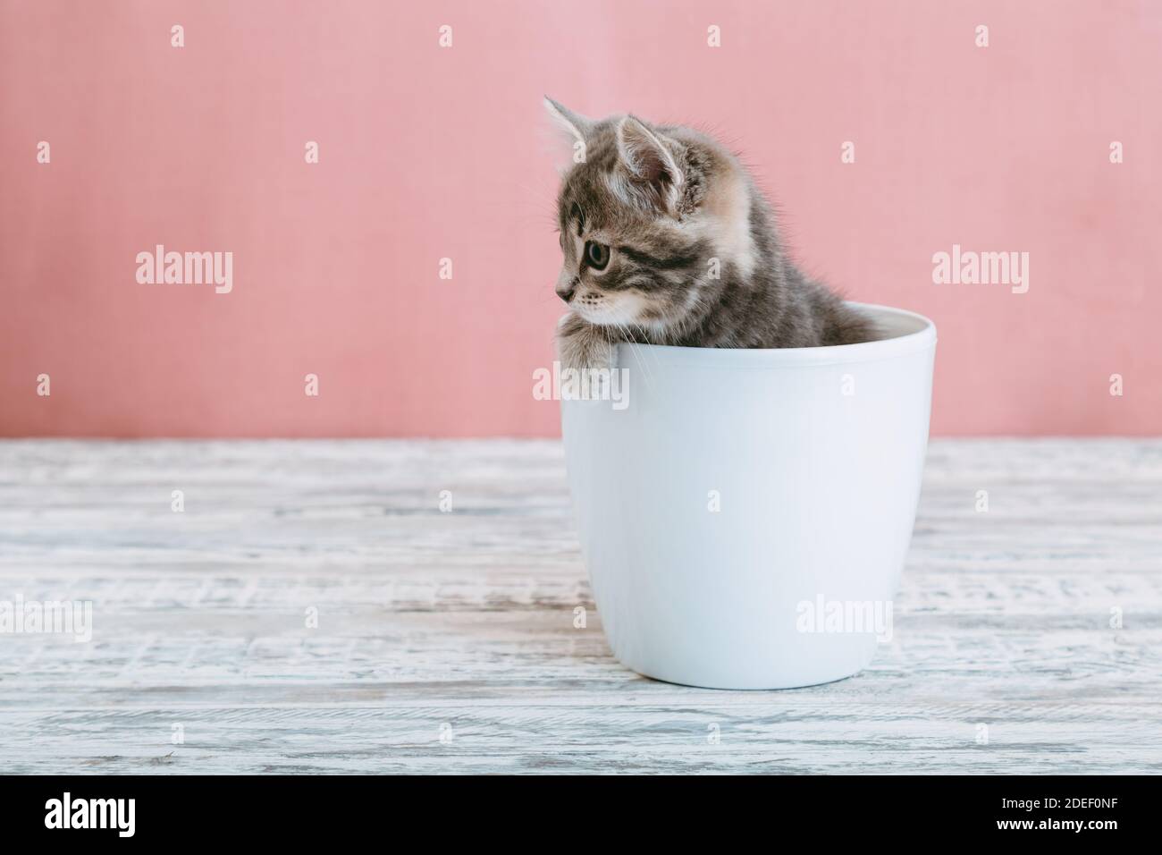 Grau gestromt Kätzchen sitzt in weißen Blumentopf. Portrait of adorable neugierig flauschigen Kätzchen Blick Seite. Schöne Babykatze auf rosa Hintergrund mit Kopie Stockfoto