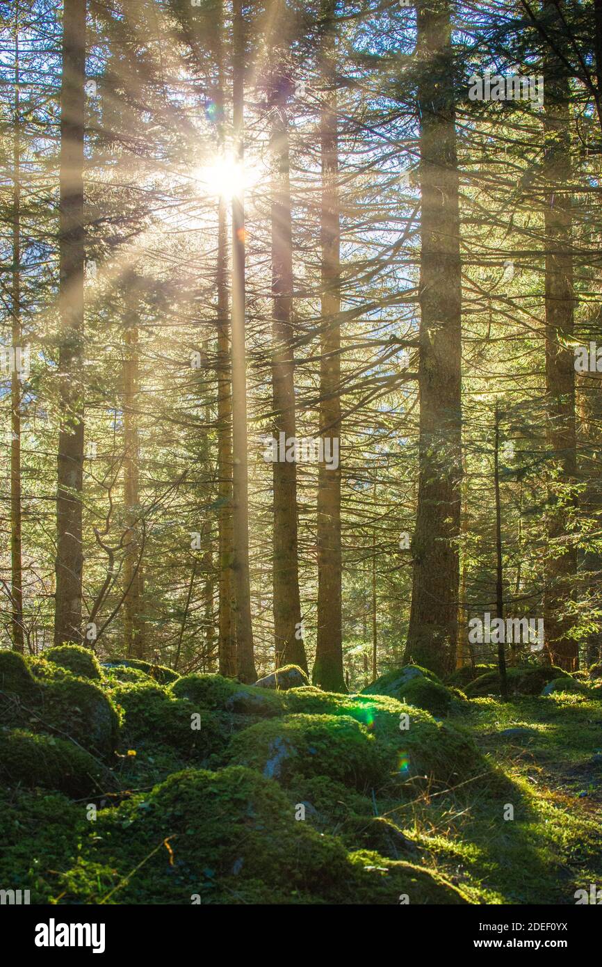 Lebendige Landschaft mit schönem Sonnenlicht in einem üppigen grünen Wald, mit lebendigen Farben und angenehmen Kontrast Stockfoto