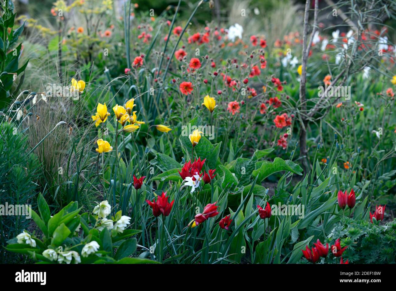 Tulipa Showwinner, Tulipa Showwinner, Tulipa kaufmanniana Show Gewinner, tulipa sylvestris, rot gelbe Tulpen, rot gelbe Tulpenblüten, wild, natürliche Bepflanzung Stockfoto